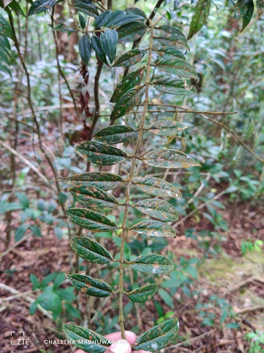 Lasianthus thwaitesii var. thwaitesii